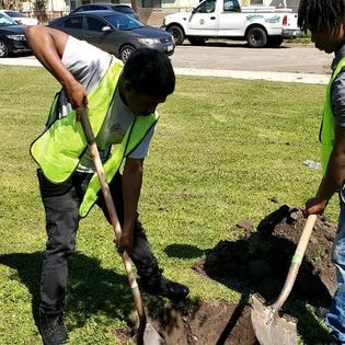 Two students in safety vests digging to plant a tree