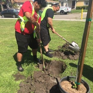 Students community service — two students planting a tree